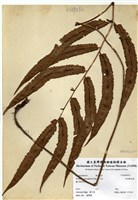 藏品(頂羽鱗毛蕨)的圖片